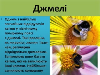 Реферат На Тему Квіти І Комахи Реферат На Тему Квіти І Комахи